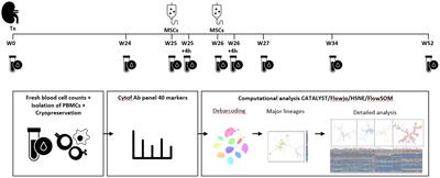 Allogenic MSC infusion in kidney transplantation recipients promotes within 4 hours distinct B cell and T cell phenotypes